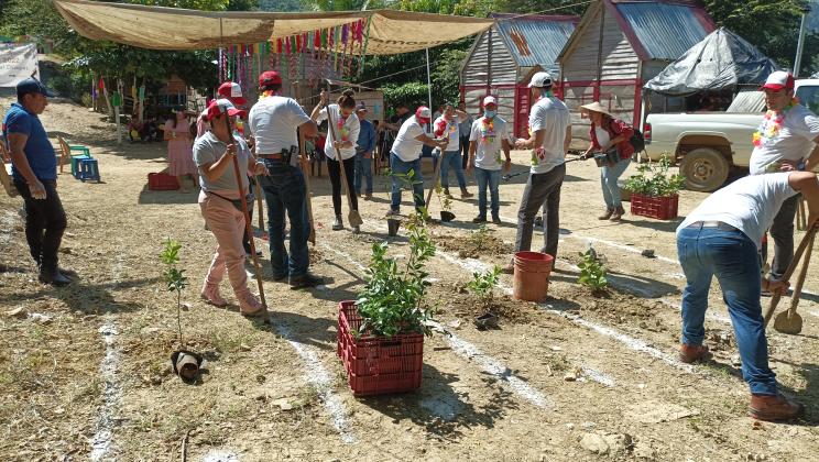 Árboles para la comunidad Paso Limón.